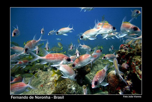 Brazil sailing - much for the roving sailor to enjoy ©  SW